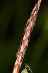 Fibrousroot sedge